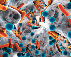 Oral bacteria